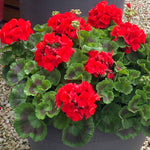 Geranium 'palladium Best Red F1' - Red Bedding Seedlings | 60 x Pro Grower Plugs | Red