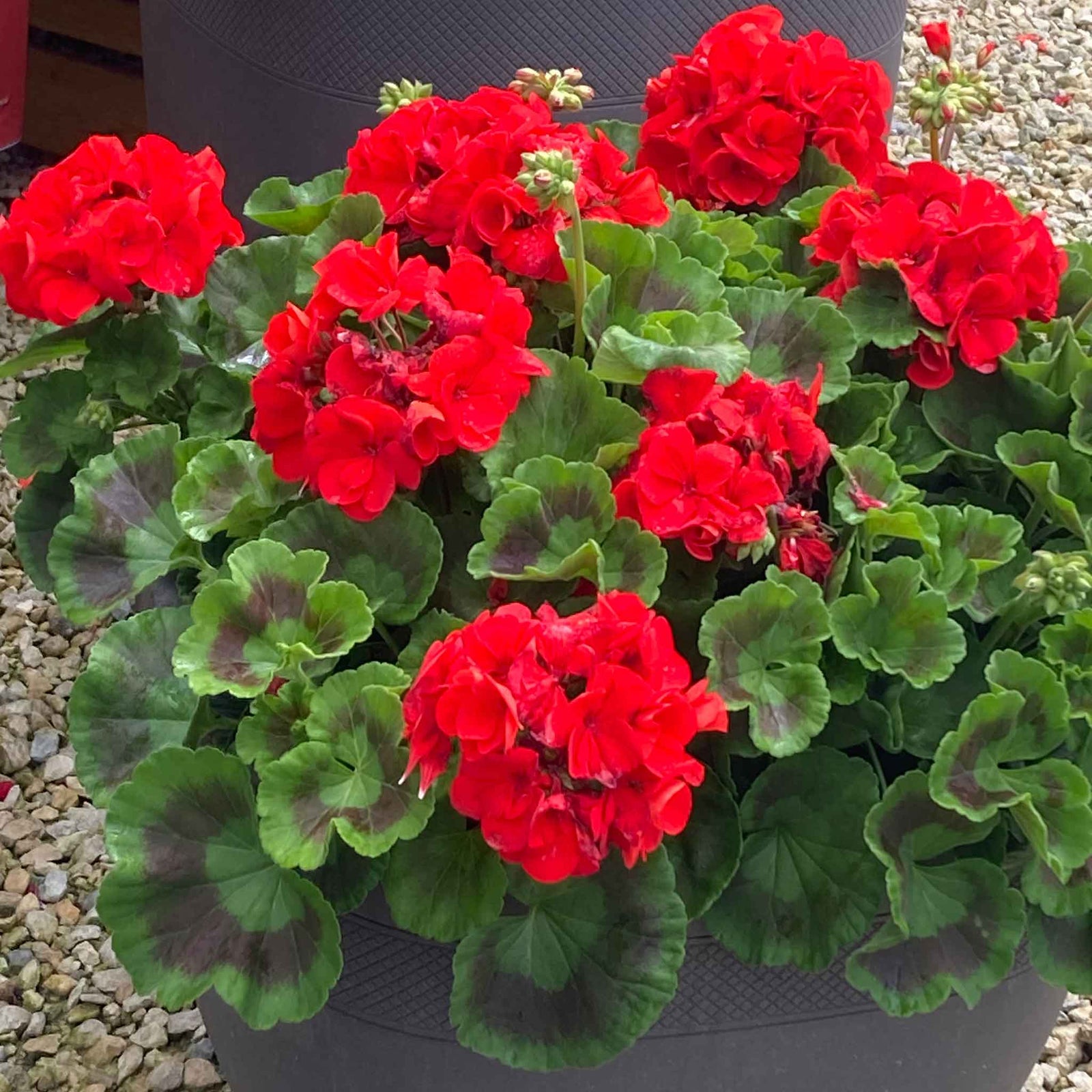 Geranium 'palladium Best Red F1' - Red Bedding Seedlings | 20 x Pro Grower Plugs | Red