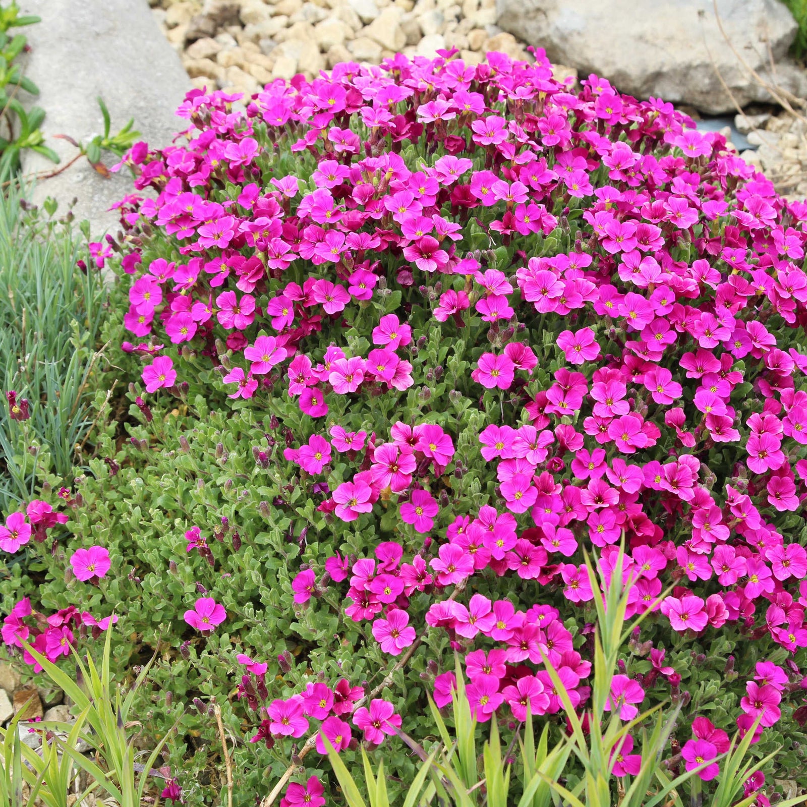 Astonishing Aubrieta Collection - Plug Plants | 3 x Plug Plants | Mixed