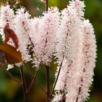 Actaea Simplex 'Pink Spike' - 9cm Pot | 1 x 9cm | Pink