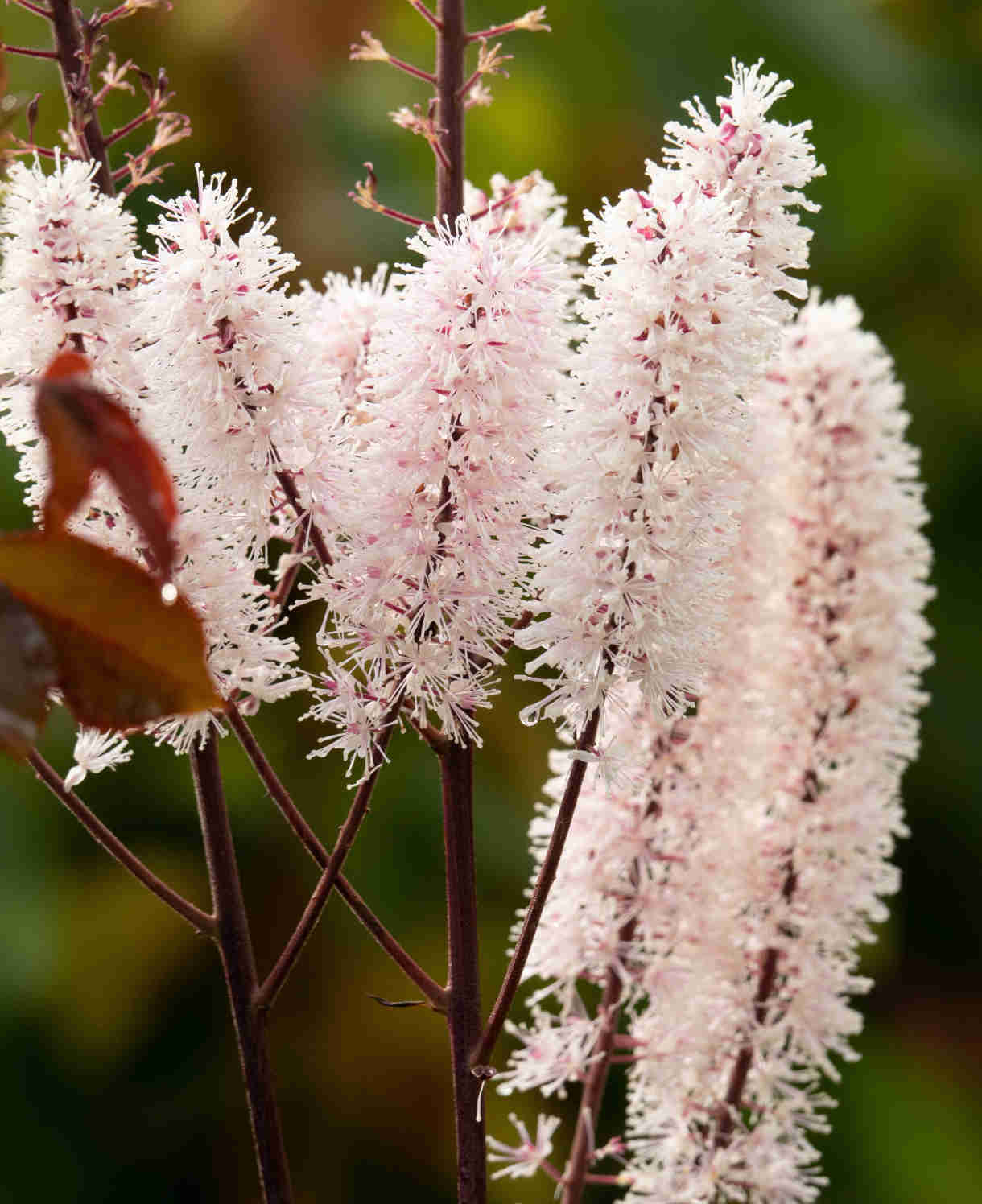 Actaea Simplex 'Pink Spike' - 9cm Pot | 1 x 9cm | Pink