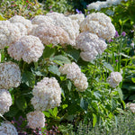 Hydrangea 'candybelle Marshmallow' Shrub | 1 x 3L | Pink