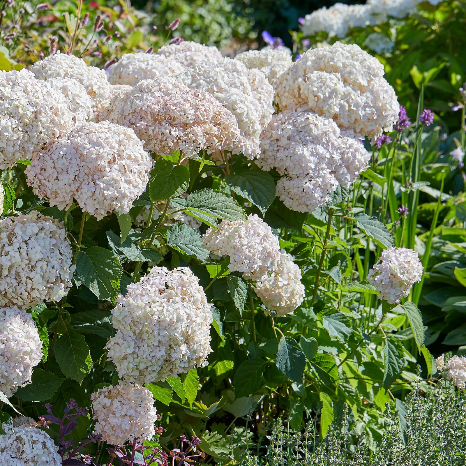 Hydrangea 'candybelle Marshmallow' Shrub | 1 x 3L | Pink