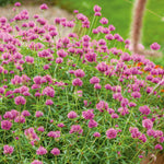 Gomphrena 'truffula Pink' Long-flowering Pink Annual 50-70 Cm | 6 x Jumbo Plugs | Pink