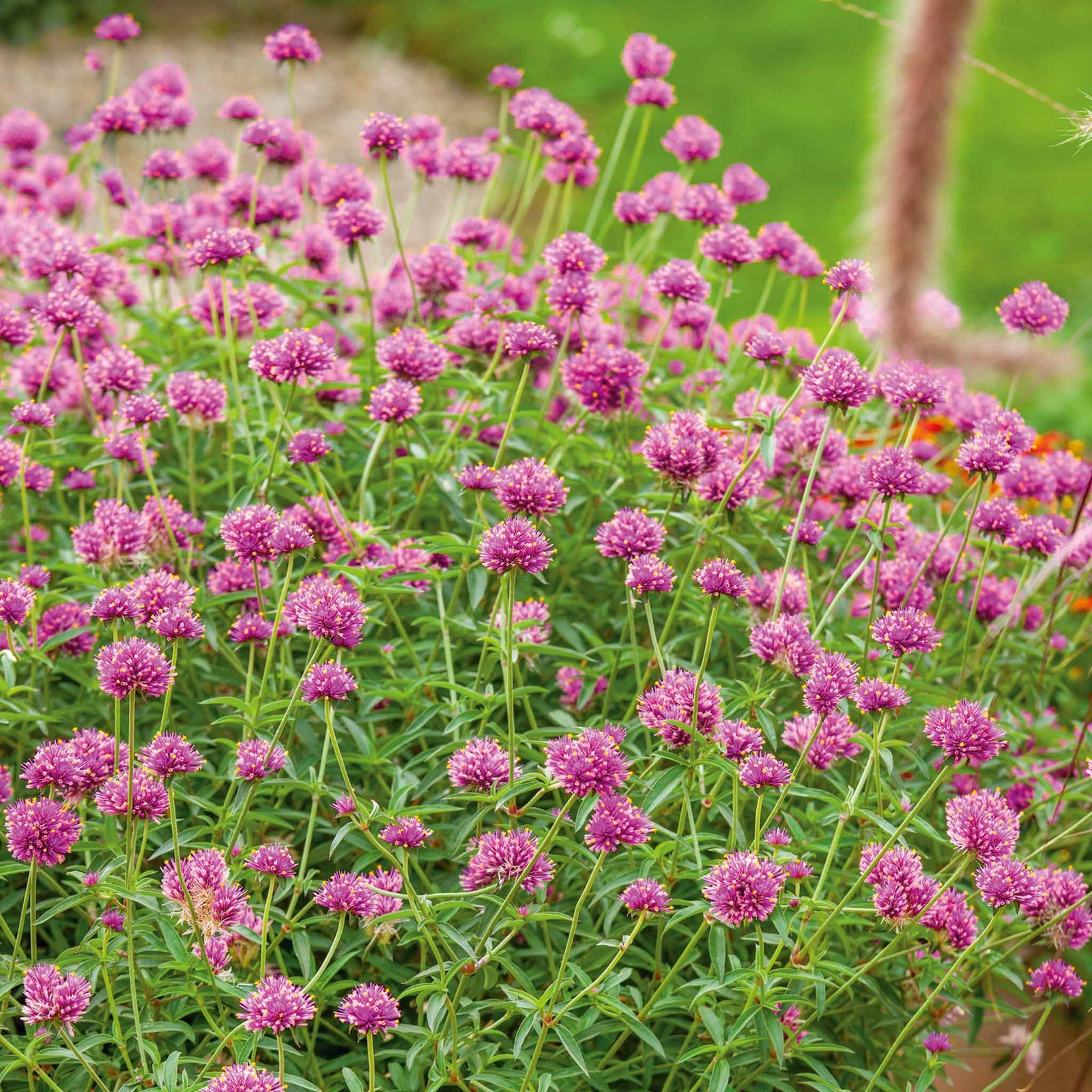 Gomphrena 'truffula Pink' Long-flowering Pink Annual 50-70 Cm | 6 x Jumbo Plugs | Pink