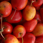 Malus Jelly King Crab Apple Tree 6ft Tall Supplied In A 12 Litre Pot