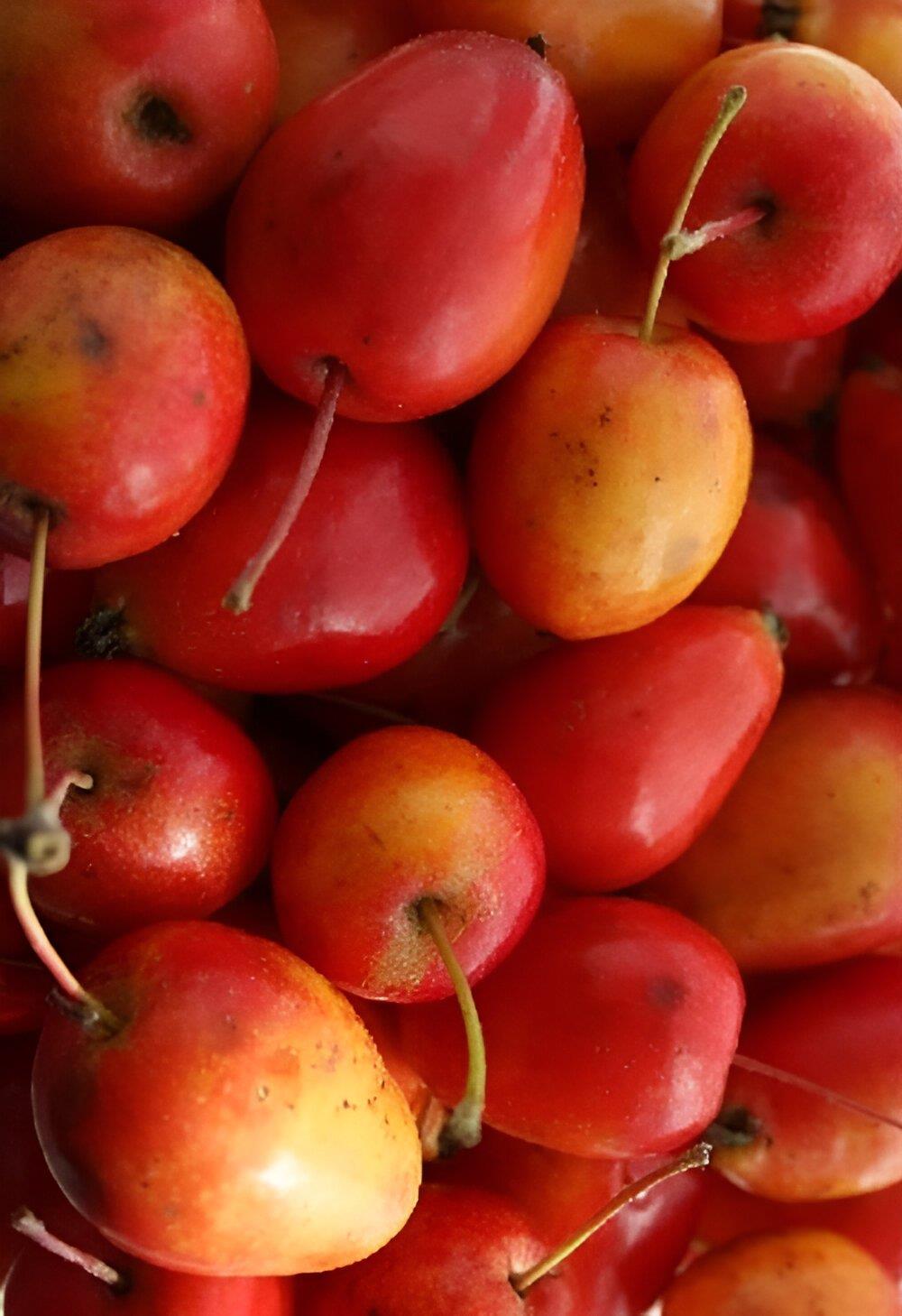 Malus Jelly King Crab Apple Tree 6ft Tall Supplied In A 12 Litre Pot
