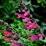 Salvia Select Mix - Young Plants | 12 x Plug Plants | Multi