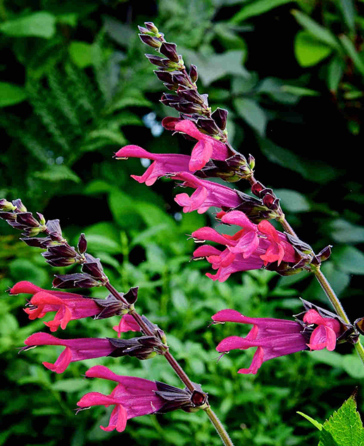 Salvia Select Mix - Young Plants | 12 x Plug Plants | Multi