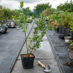 Blueberry Plant 'northcountry' | 1.5L