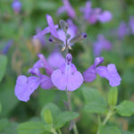 Salvia Cool Violet | Set-of-3