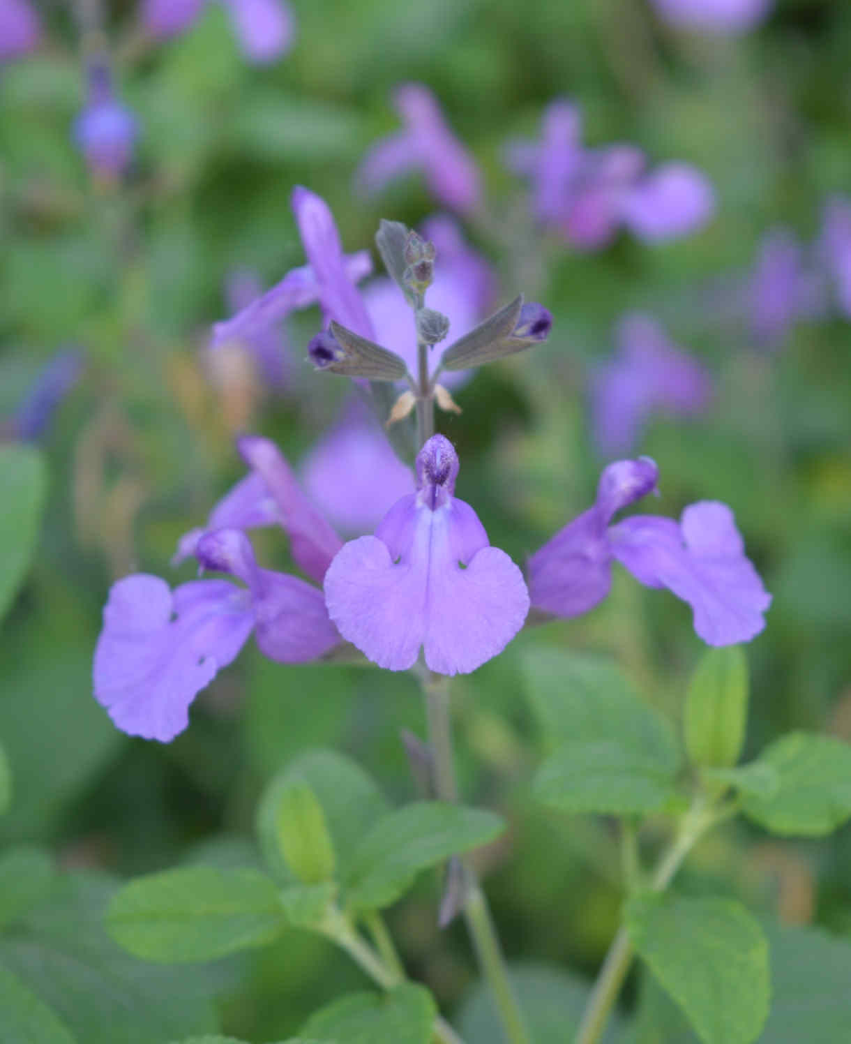 Salvia Cool Violet | Set-of-3