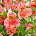 Hayloft Alstroemeria Majestic 'tierce' - 3 X 9cm Pots