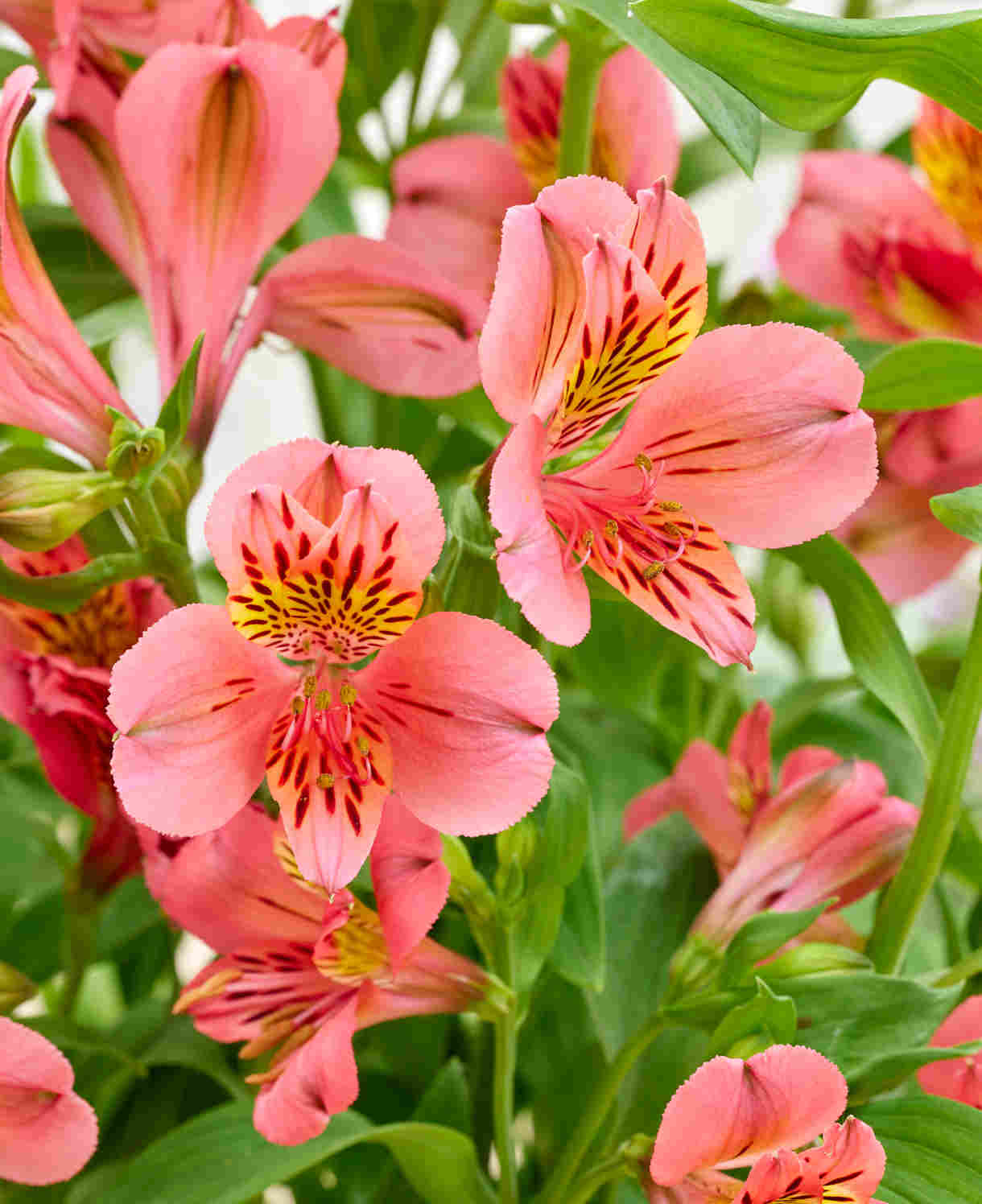 Hayloft Alstroemeria Majestic 'tierce' - 3 X 9cm Pots