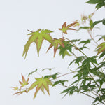 Japanese Maple - Acer Palmatum 'Little Princess' - Height 45-55cm - ⌀19cm | Set of 1 | Green