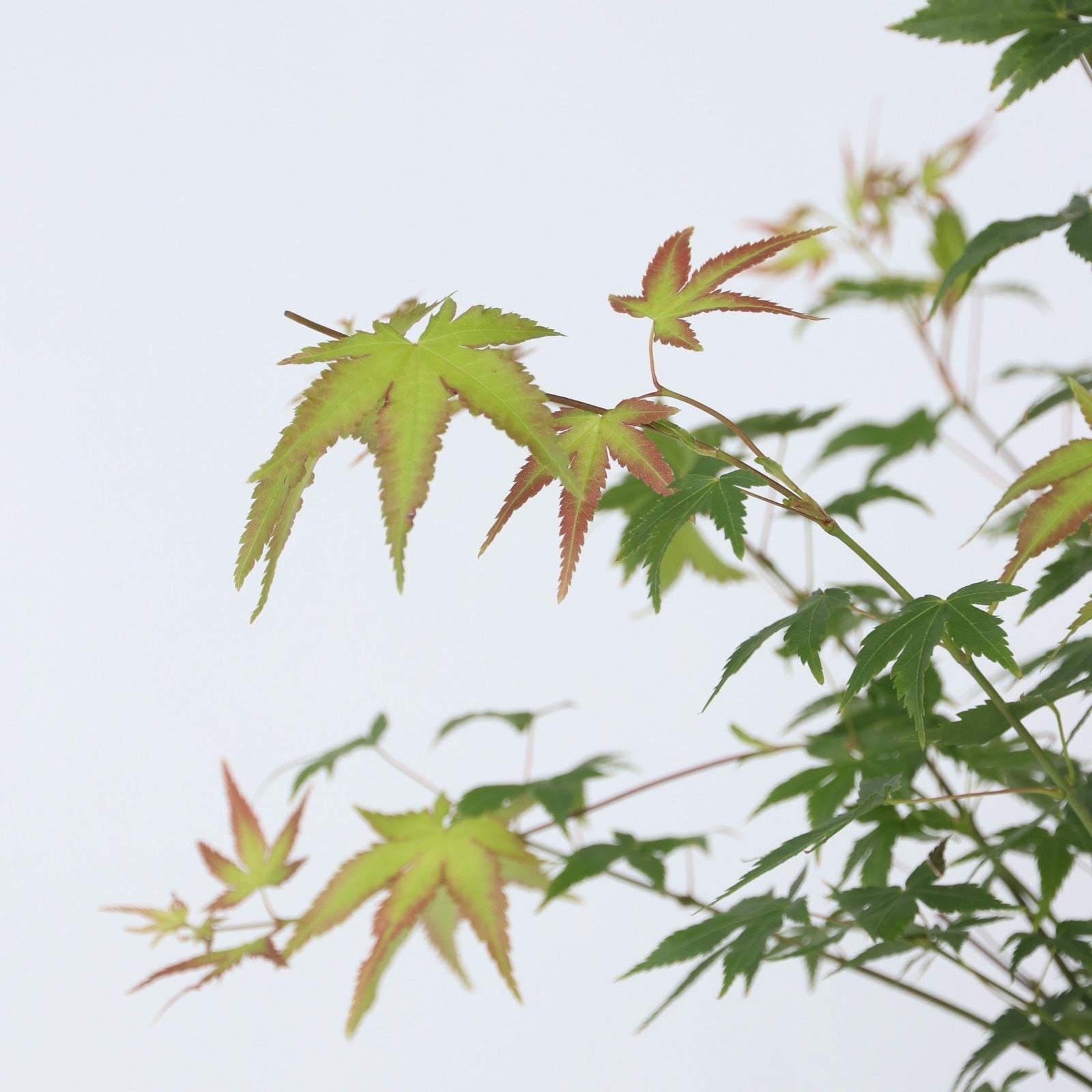 Japanese Maple - Acer Palmatum 'Little Princess' - Height 45-55cm - ⌀19cm | Set of 1 | Green