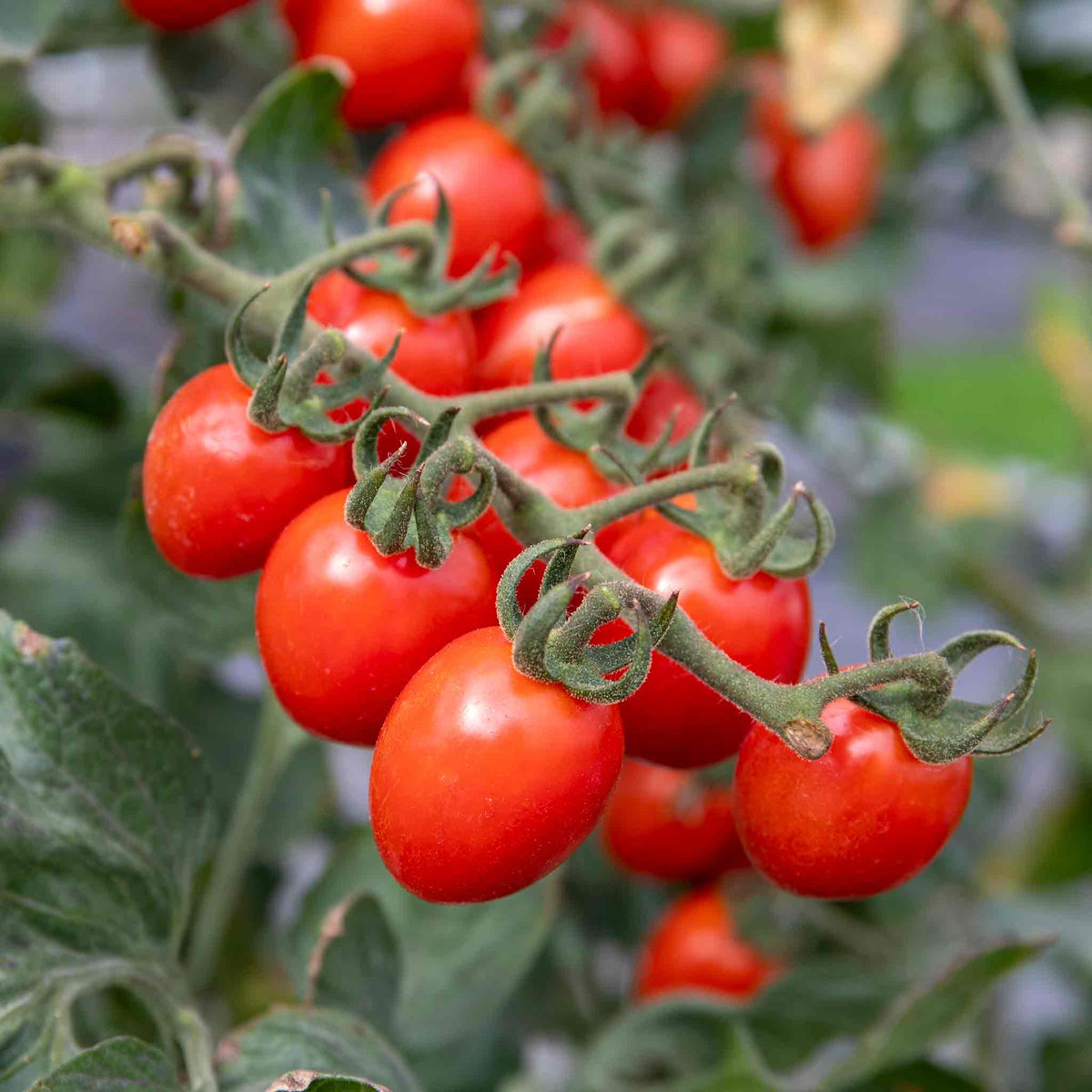 Tropical Ruby Bush Tomato Plant (semi-determinate, Sweet Plum Tomatoes) 9cm Plants | Set of 3 | Red