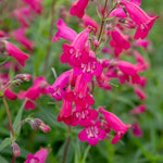 Penstemon 'garnet' Hardy Perennial, Pollinator-friendly | 1 x 2L