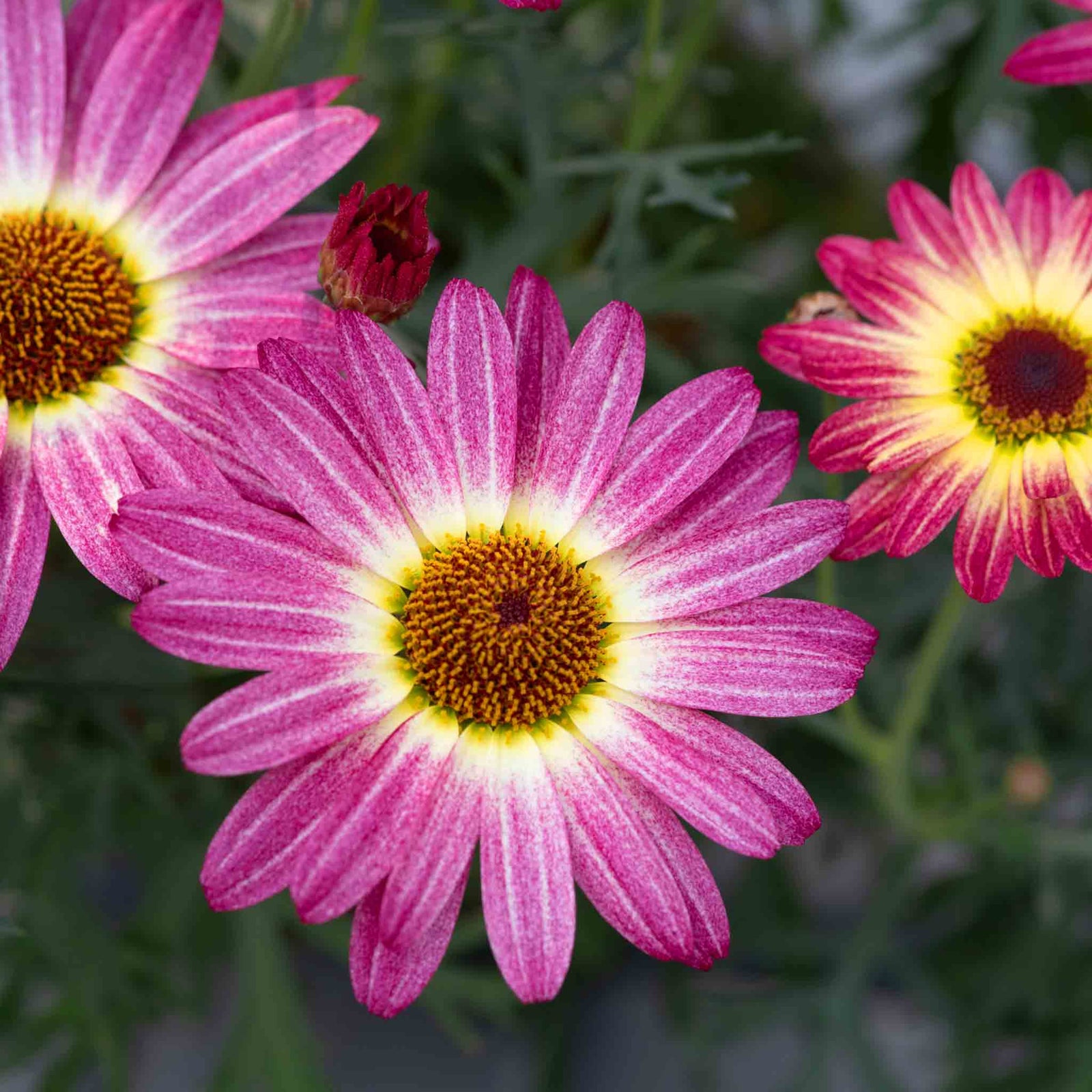 Argyranthemum 'grandaisy Rose Sunshine' (marguerite Daisy) 40-60 Cm | 12 x Plug Plants | Multi