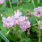 Geranium St Ola - Impressive Low Maintenance Geranium - 3 x 9cm Pots