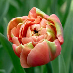 Tulip 'copper Image' Double | 10 x Bulbs | Orange