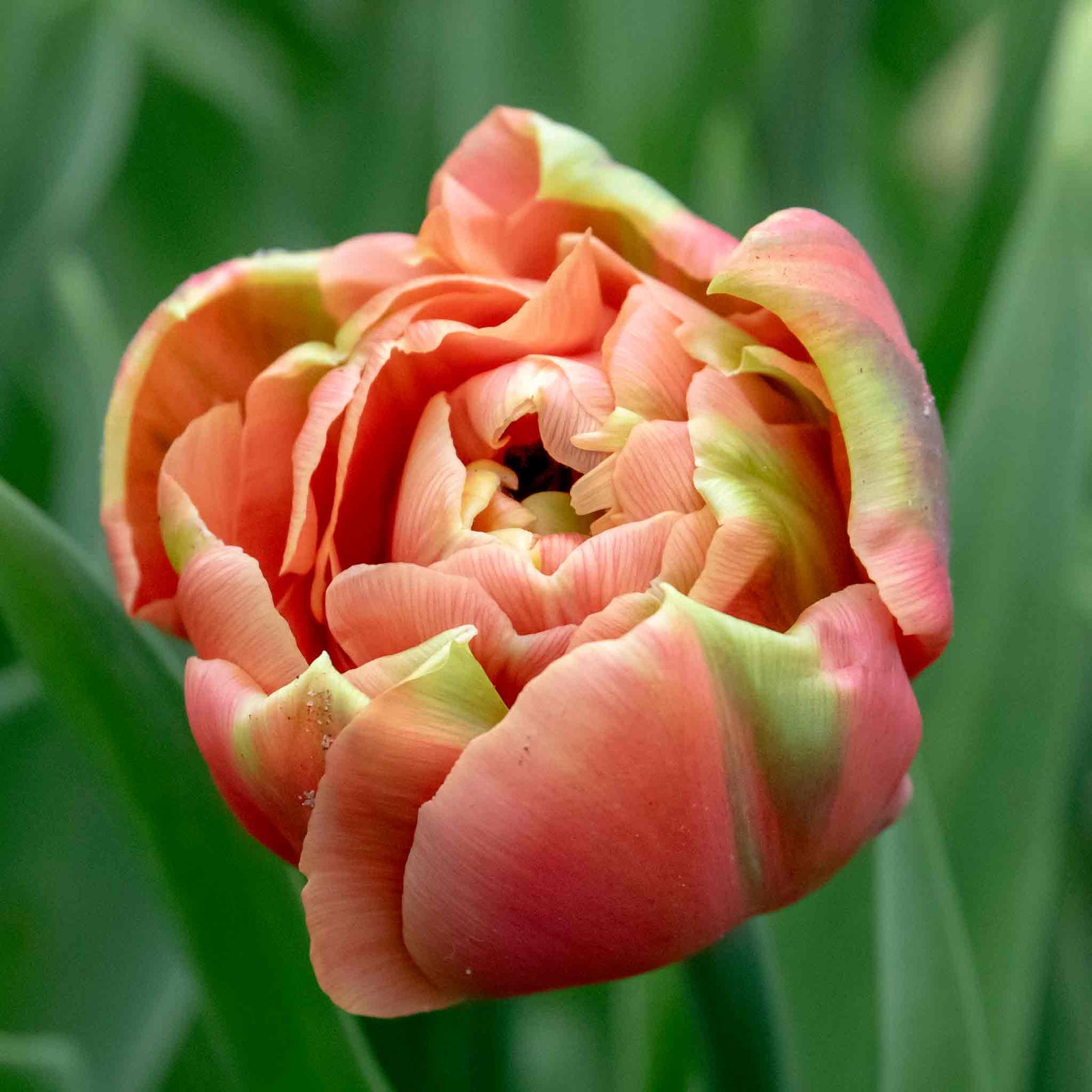 Tulip 'copper Image' Double | 10 x Bulbs | Orange