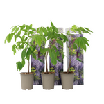 Chinese Wisteria -  Wisteria Sinensis - Height 25-40cm - ⌀9cm | Set of 3 | Purple