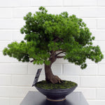 Artificial 50cm Luxury Pine Bonsai Tree