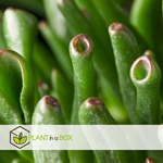 Jade Plant - Crassula Ovata 'hobbit' - Height 45-50cm - ⌀23cm | Set-of-1 | Green