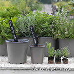 Tarragon Plant | 3 x 9cm | Green & White