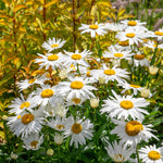 Leucanthemum 'madonna' White Daisy Perennial 50cm | 1 x 2L | Green & White
