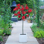 Rose Patio Standard 1 X 40cm Bare Root Plant | Red