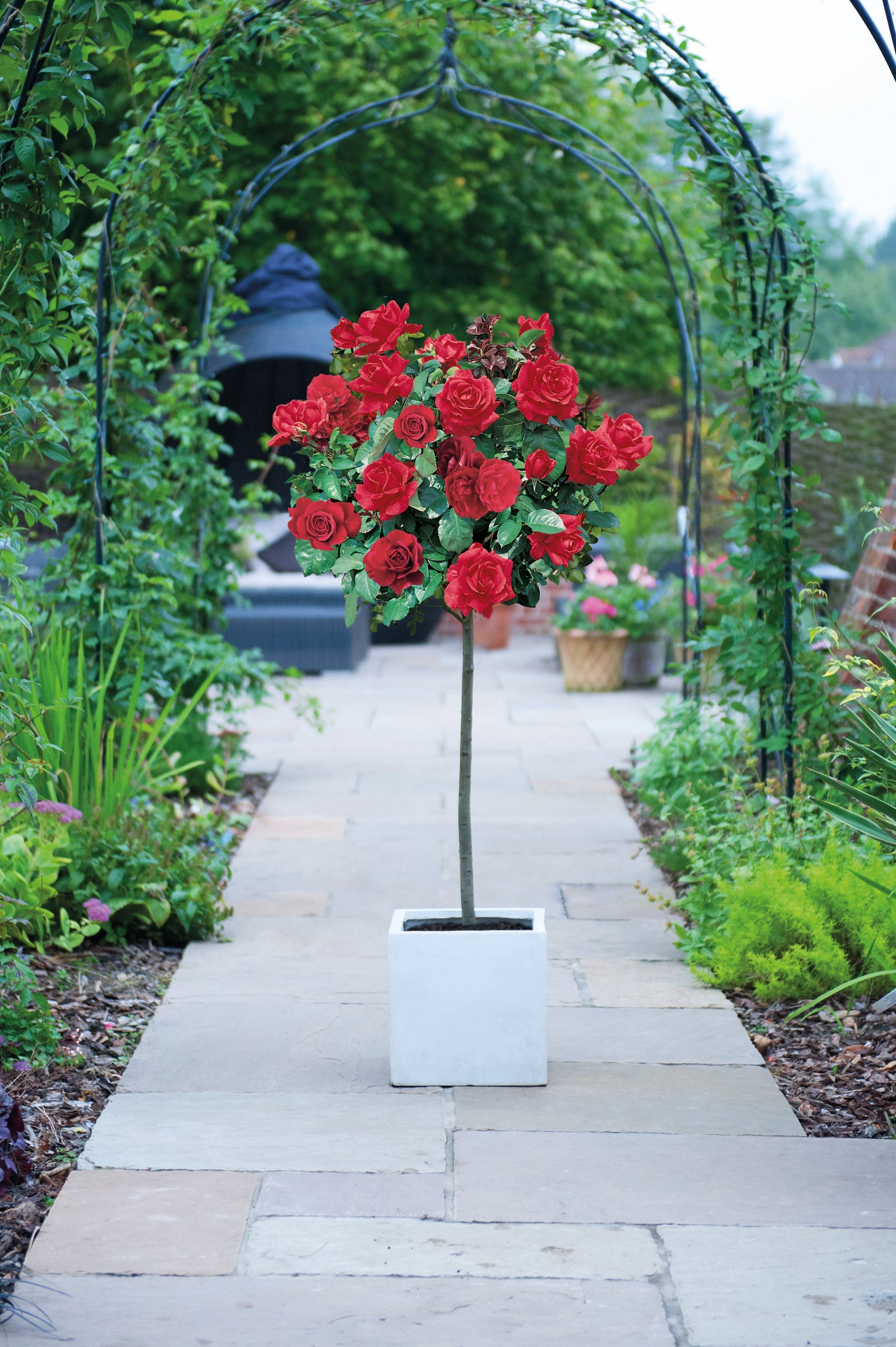 Rose Patio Standard 1 X 40cm Bare Root Plant | Red