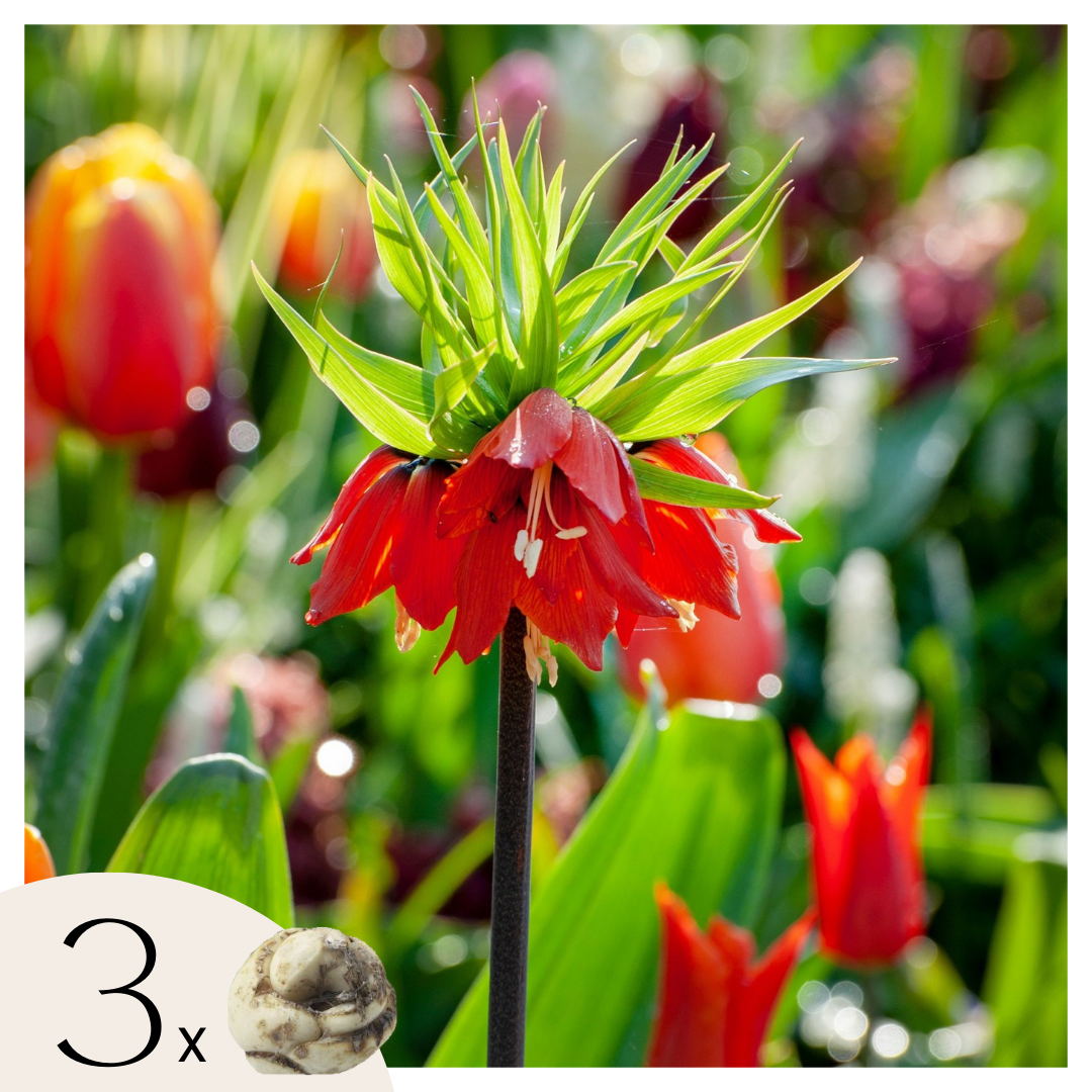 Snake's Head Fritillary - 3 Pcs. - Fritillaria Rubra - Flower Bulbs | Set-of-3 | Orange