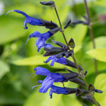 Salvia Guarantica 'black And Blue' - 9cm Pot | 1 x 9cm | Blue