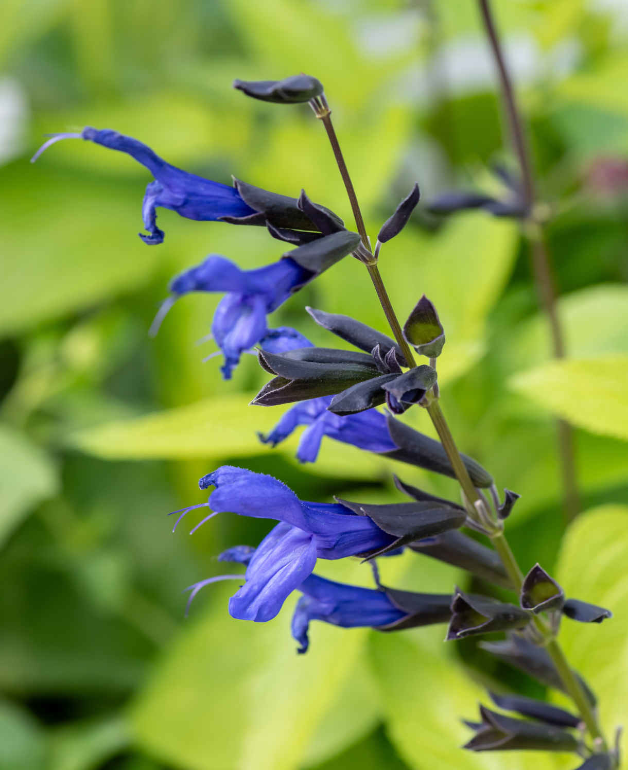Salvia Guarantica 'black And Blue' - 9cm Pot | 1 x 9cm | Blue