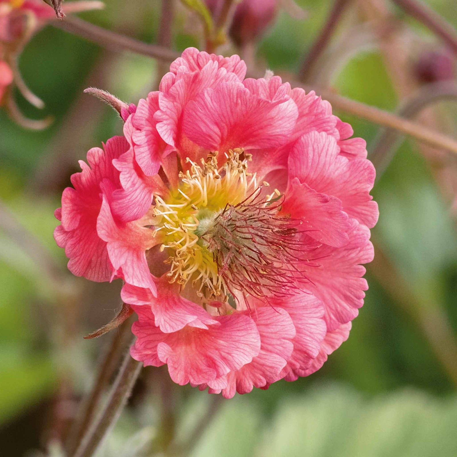 Geum 'pink Petticoat' Compact Pink Perennial For Borders And Containers | 6 x Jumbo Plugs | Pink