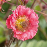 Geum 'pink Petticoat' Compact Pink Perennial For Borders And Containers | 6 x Jumbo Plugs | Pink
