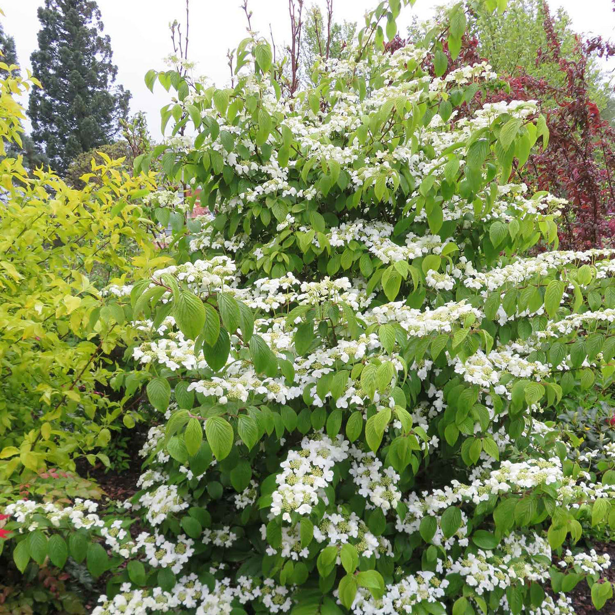 Viburnum Plicatum 'kilimandjaro' 3l Shrub | Set of 1 | White
