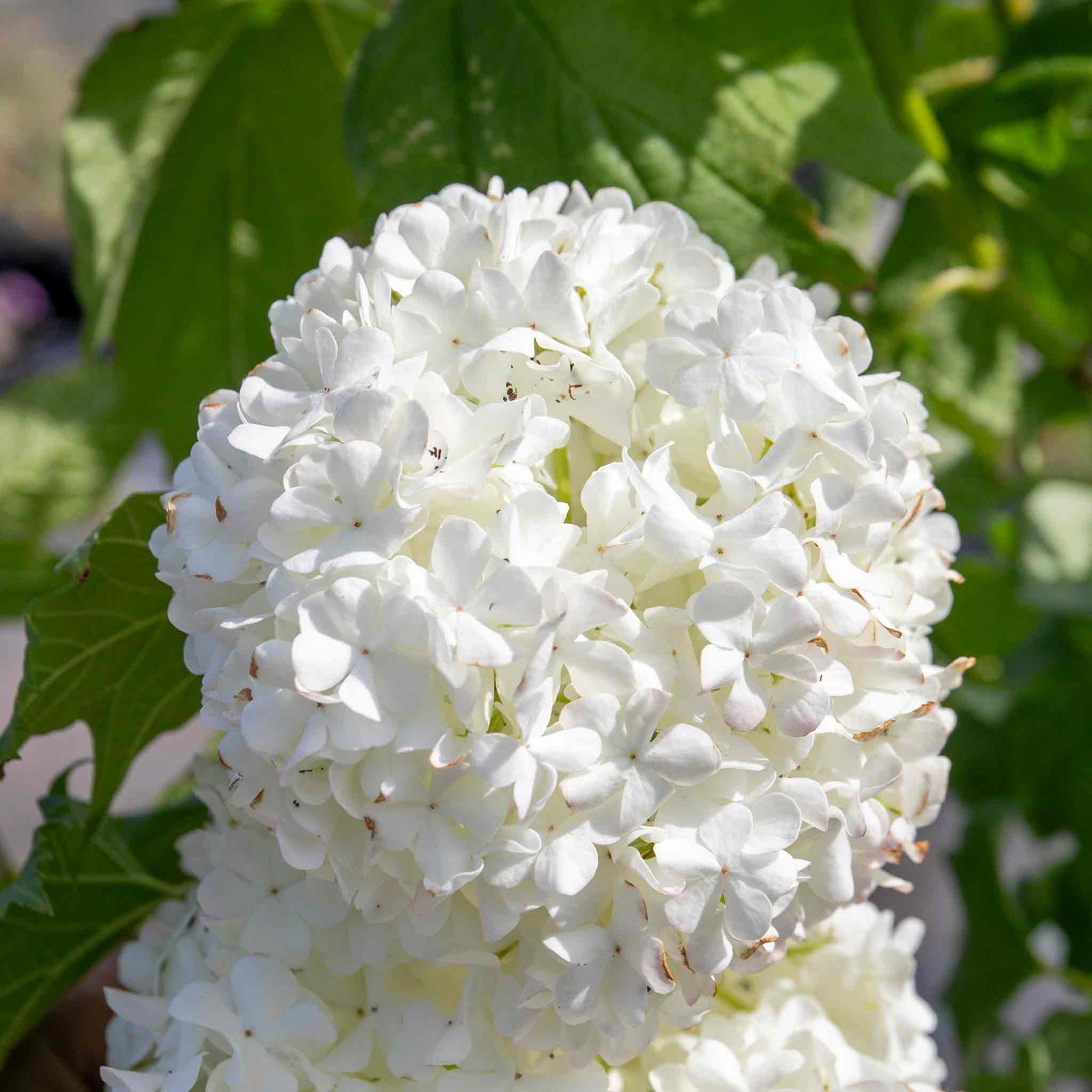 Viburnum Opulus 'roseum' (snowball Viburnum) 400 Cm | 1 x 7.5L | White