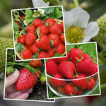 Strawberry 3-variety Long Cropping Collection Bare Root | Set of 30 | Red
