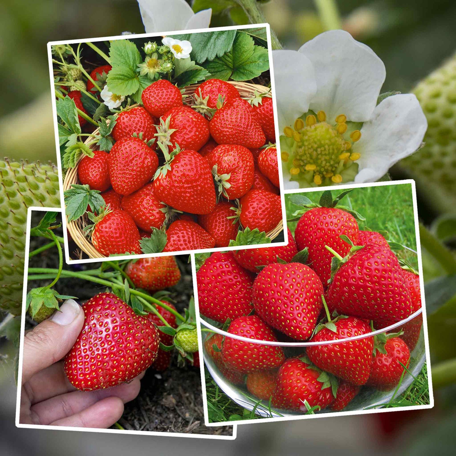 Strawberry 3-variety Long Cropping Collection Bare Root | Set of 30 | Red