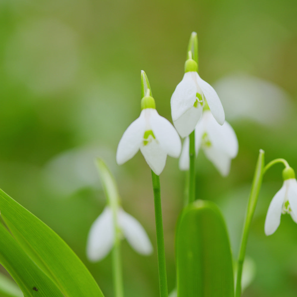Hayloft Galanthus Nivalis - Single Snowdrop - 30 Bulbs