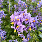 Solanum Crispum Glasnevin Blue Flowering Shrubby Climbing Garden Plant