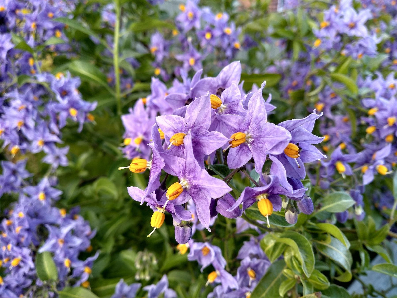 Solanum Crispum Glasnevin Blue Flowering Shrubby Climbing Garden Plant