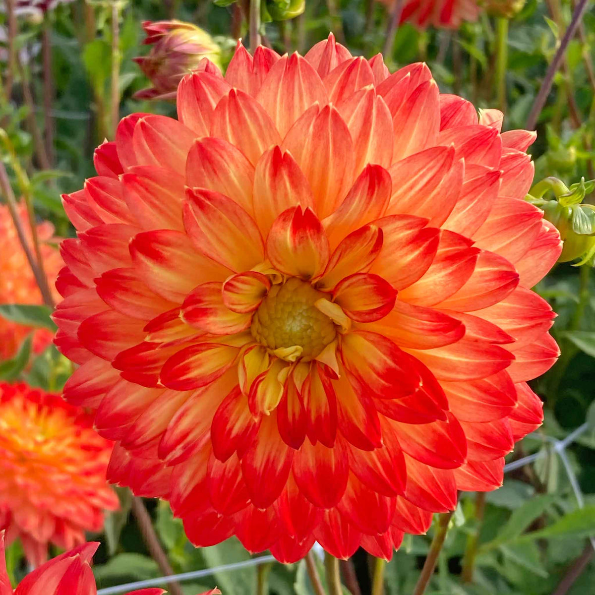 Dahlia Tuber 'procyon' - Yellow & Orange, 90-120 Cm | Set of 1 | Orange & Yellow