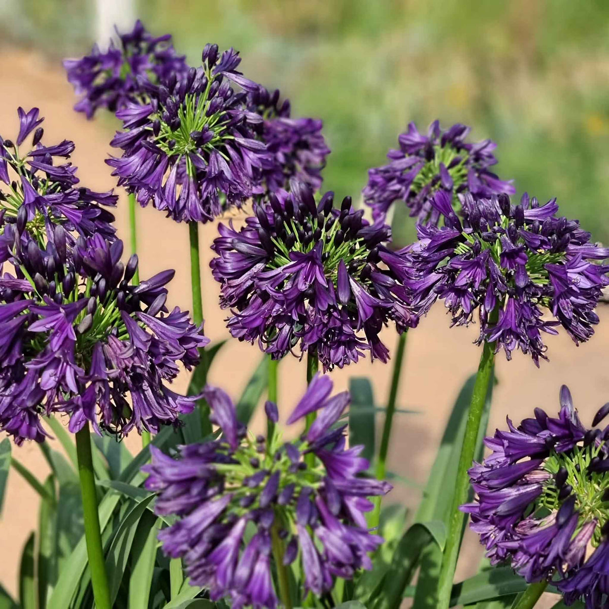 Agapanthus 'blackjack' – Rhs Chelsea Plant Of The Year 2023 | Set of 1