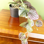Artificial 35cm Trailing Purple Potted Pothos Plant