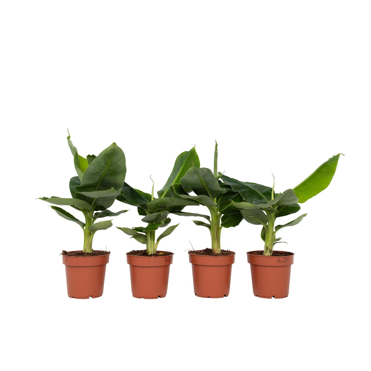 Banana Plant - 4 Pcs. - Musa 'oriental Dwarf' - Height 25-40cm - ⌀12cm | Set of 4 | Green