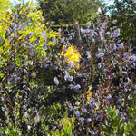 Ceanothus Tuxedo - Chocolate Leaf Californian Lilac - 9cm pot | 3 x 9cm | Blue